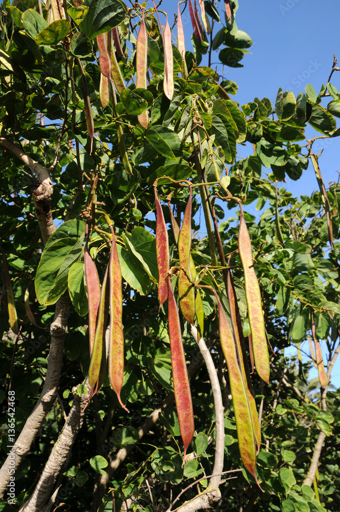 Árbol de caoba