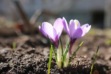 Wandcirkels Krokussen Krokus in lenteweide  © alexkich