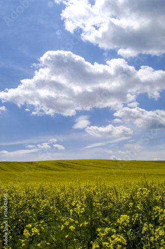 Rape field in blossom, cloudy sky, Austria, Lower Austria, Weinv