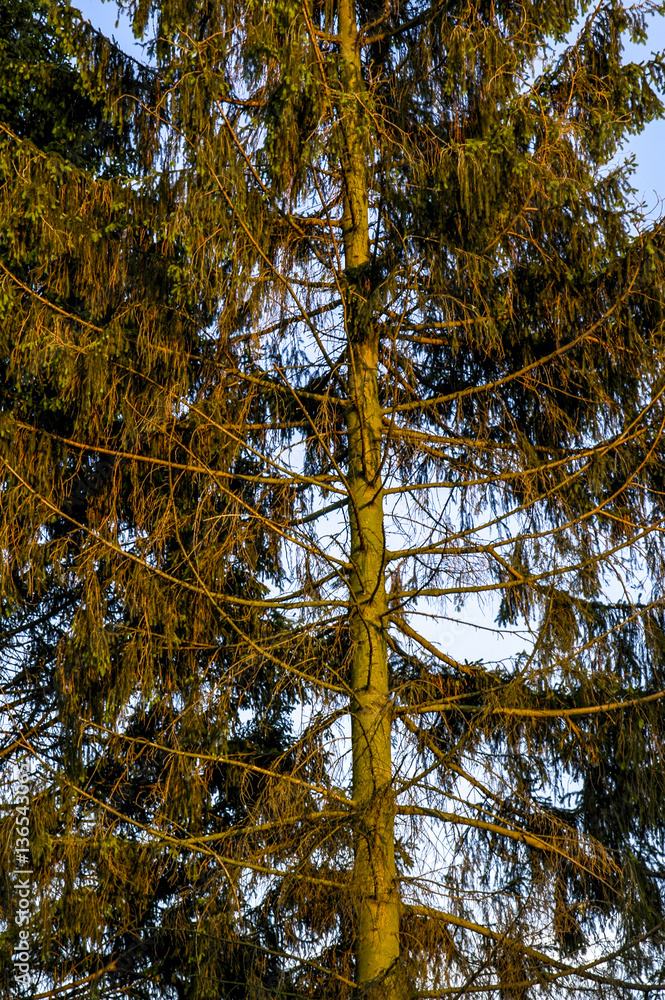 Fir tree, damaged, dead branches Stock Photo Adobe Stock