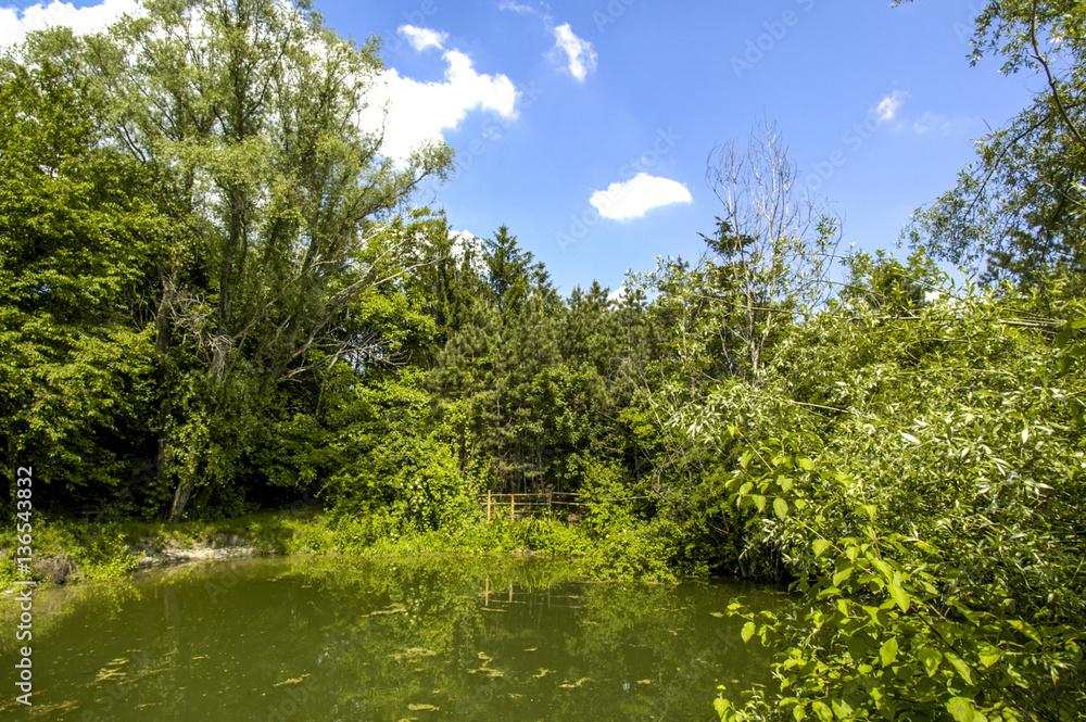 Riverside water, pond, riverside vegetation, Austria, Lower Aust