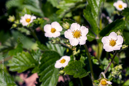 Strawberry bushes in bloom in the garden
