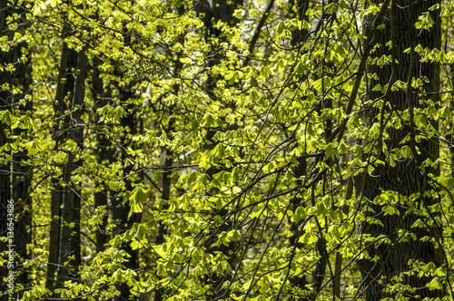 Riverside forest, spring forest, spring time © visualpower
