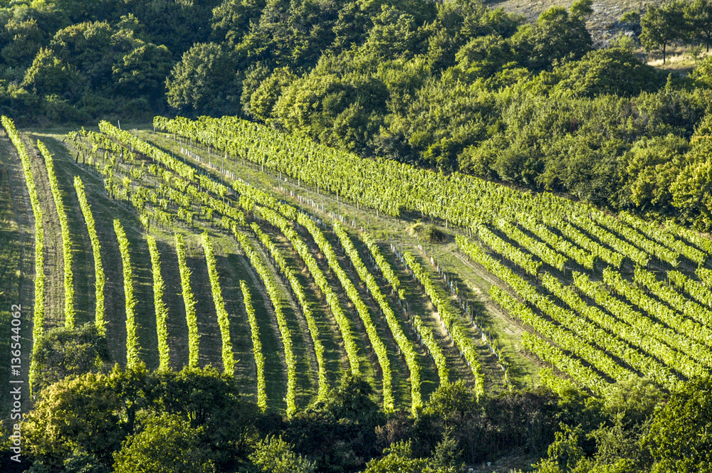 Obraz premium Vine region Falkenstein in Lower Austrias Weinviertel, Austria,
