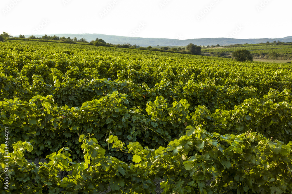 Lower Austria, Retz wine area, Austria, Weinviertel, Retz