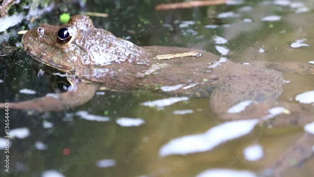 Frog relaxes in the water. Tropical frog floating in the water in the canal, Thailand. Frog relaxes in the water. Tropical frog floating in the water in the canal, Thailand.