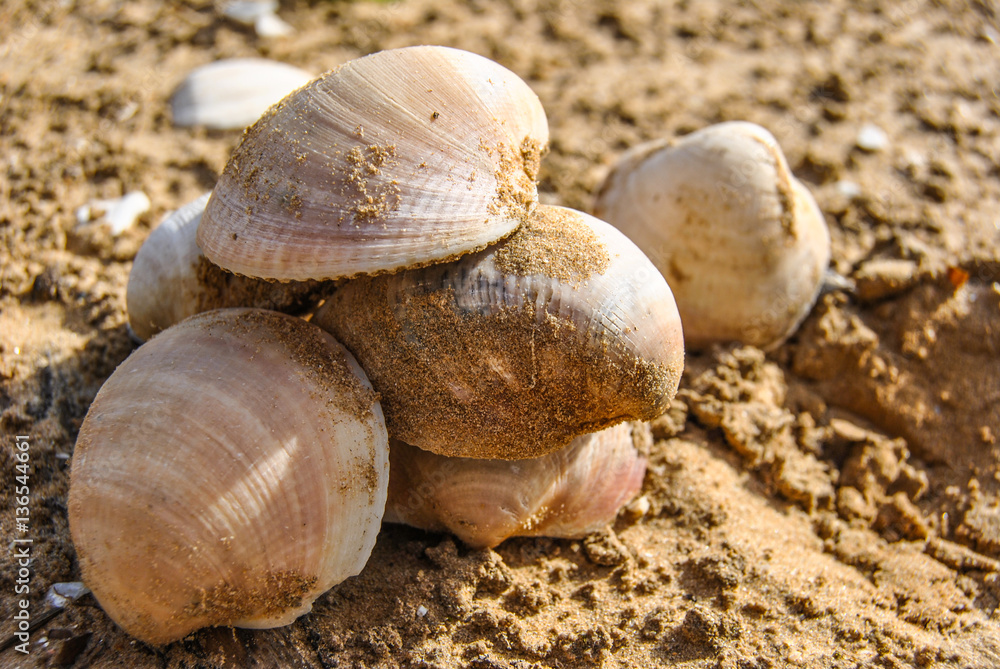 Conchas en la playa