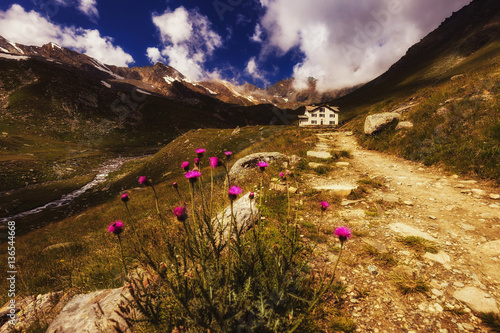 Path to a mountain hut and purple flowers