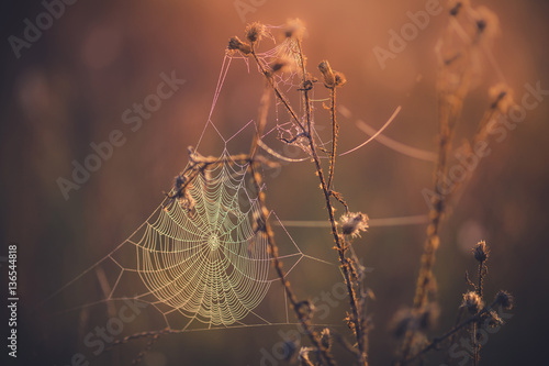 Spider's web in warm morning colours with a blurry background 