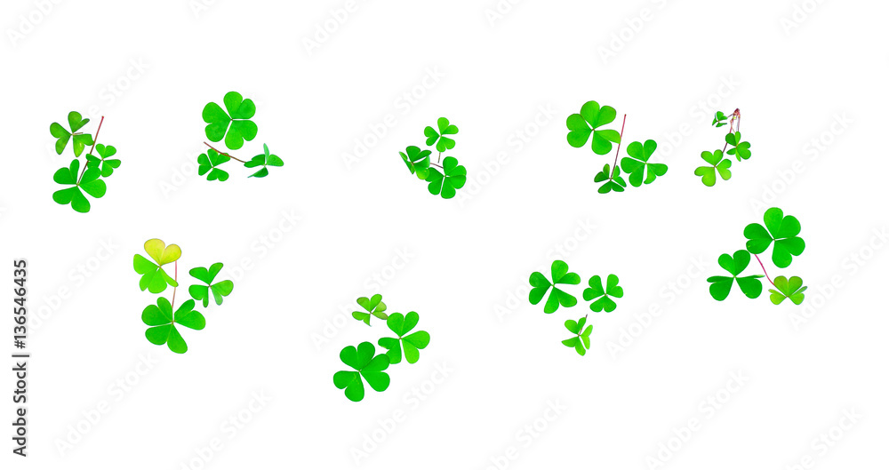 Different trefoil petals isolated on white background. St.Patric Different trefoil petals isolated on white background. St.Patric