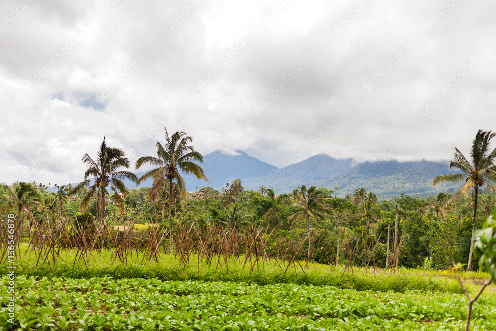 View on agricultural fields near Batur volcano, Kintamani. Winter rainy and cloudy season. Bali, Indonesia. View on agricultural fields near Batur volcano, Kintamani. Winter rainy and cloudy season. Bali, Indonesia.