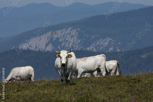 Troupeau de vaches gasconnes dans les pyrénées