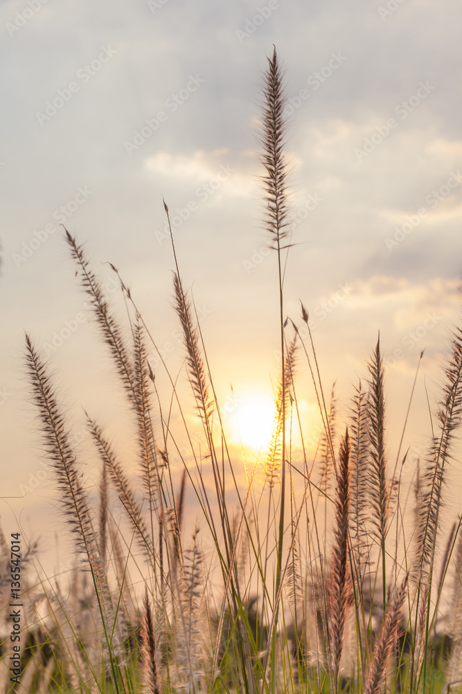 Mission grass swaying in natural field in blurred focus in the b