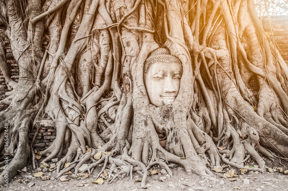 Ancient buddha head embeded in banyan tree from Ayutthaya, Thailand Ancient buddha head embeded in banyan tree from Ayutthaya, Thailand
