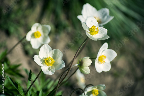 Anemones buttercup, white flowers, Pasque-flower.