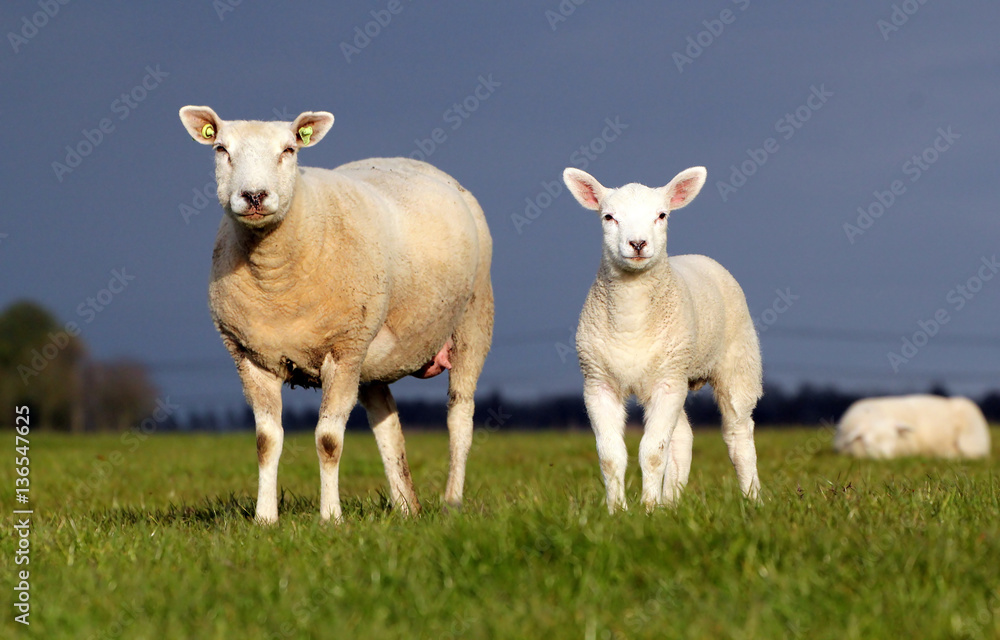 Mother sheep with lambkin. Low point of view, set against a blue sky Mother sheep with lambkin. Low point of view, set against a blue sky