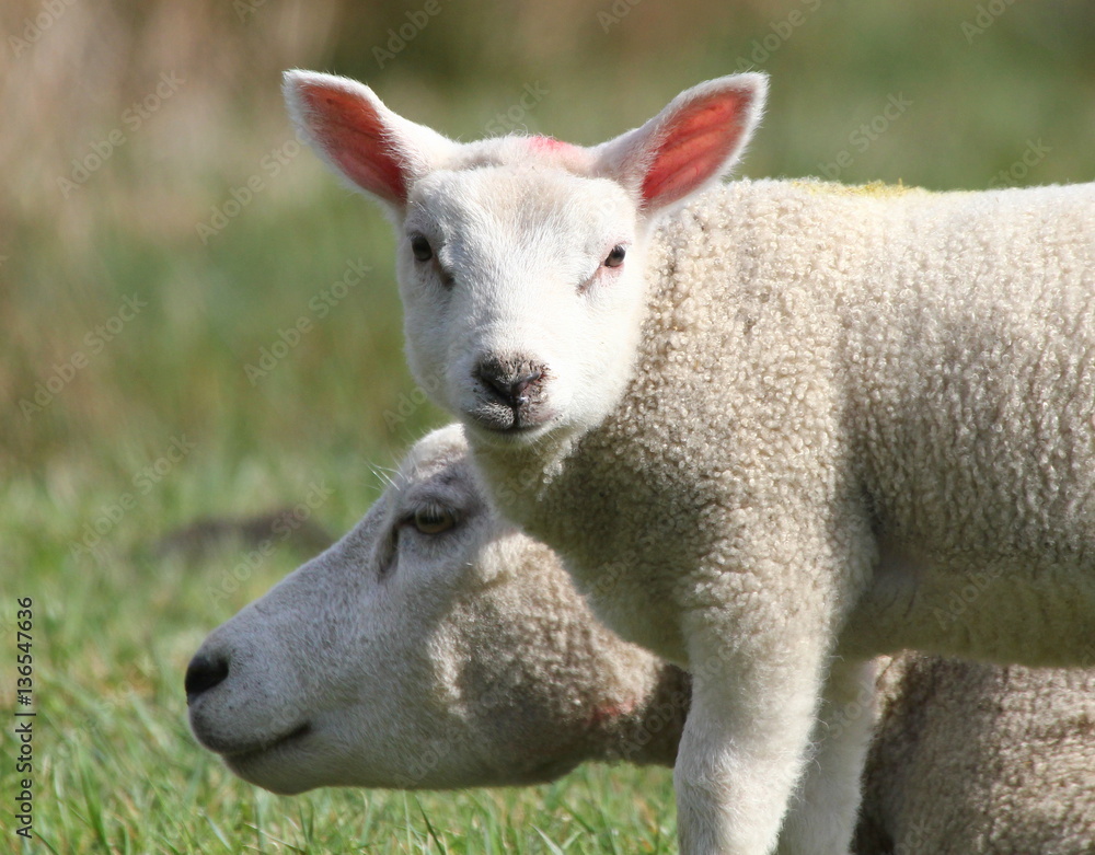 Baby lamb looking straight at the camera, mother sheep in background. Baby lamb looking straight at the camera, mother sheep in background.