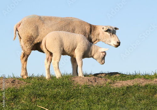 Mother sheep with newborn baby lamb. Low point of view, set against a blue sky