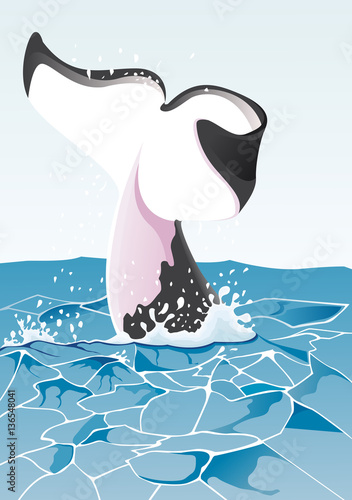 Queue de baleine