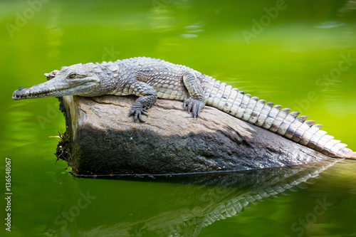 Crocodile Waits For Prey