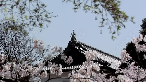 Cherry Blossoms at Chidorigafuji with the Entrance to the Budokan photo