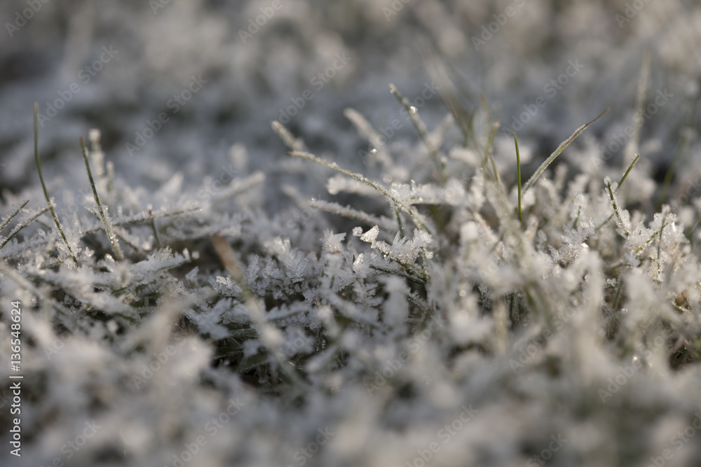 Winter close up/Frost covered grass close up Winter close up/Frost covered grass close up