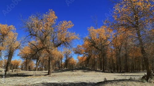 Populus euphratica forest in autumn in Ejina,Inner Mongolia,China photo