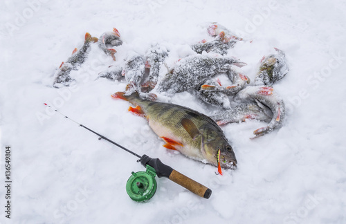 Perch on snow. Ice fishing