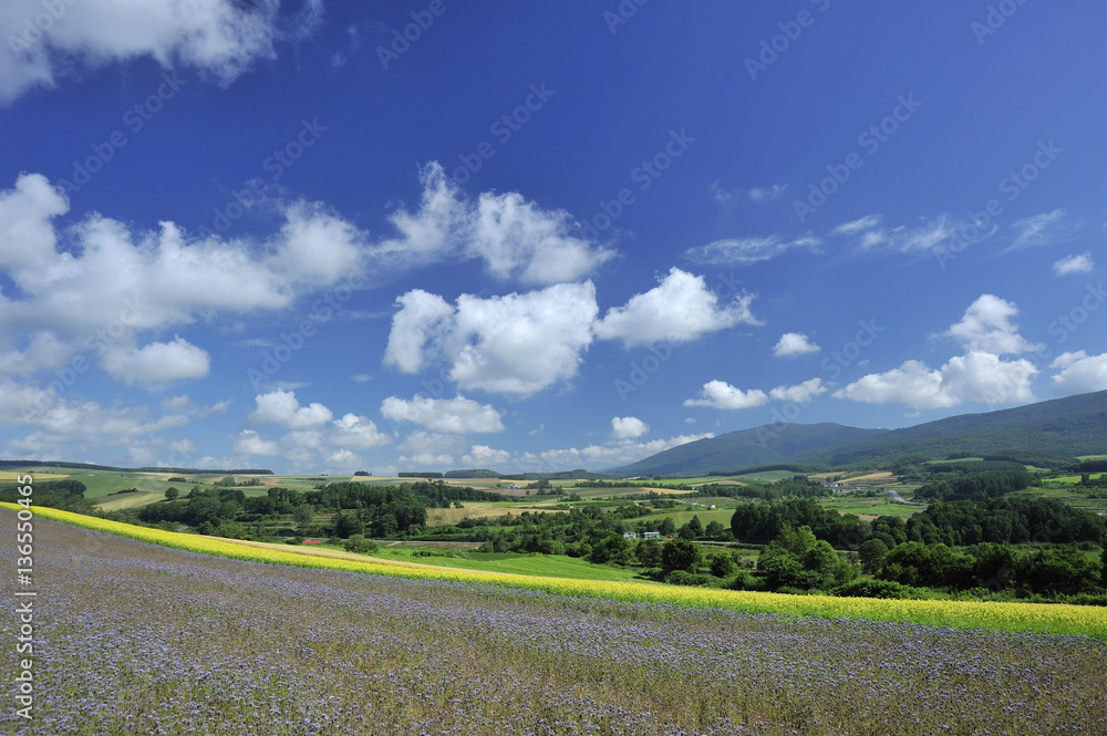 Obraz premium 花畑