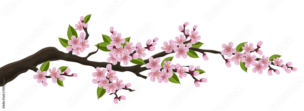 Fototapeta Czereśniowa gałąź z menchiami kwitnie i zielony liść. Ilustracja do transparentu poziomej wiosny i projektowania, samodzielnie na białym tle
