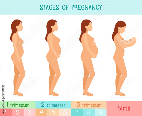 Pregnant beautiful woman vector infographics. Pregnancy by trimester stages illustration