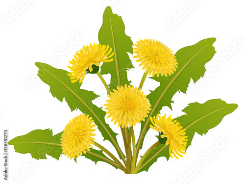 Dandelion flower with leaf isolated on white background for spring design