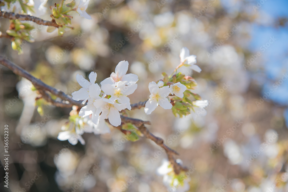 桜