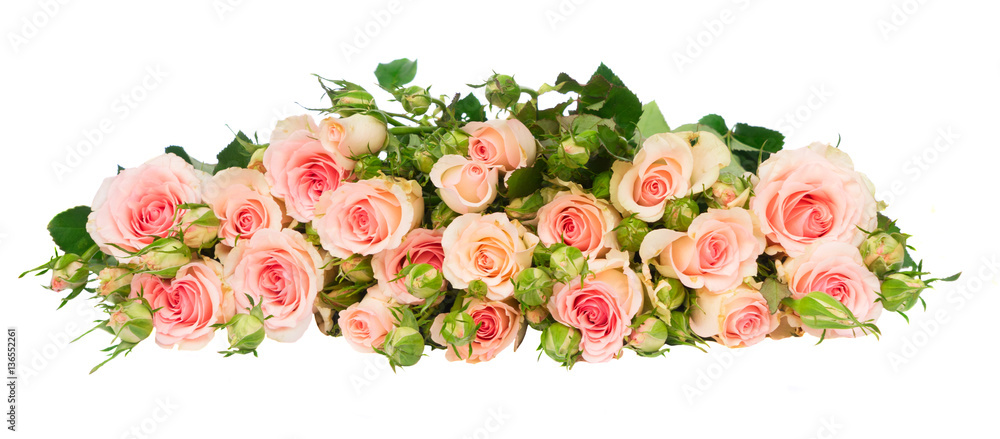 Naklejka premium Pink blooming fresh roses row with buds and leaves isolated on white background