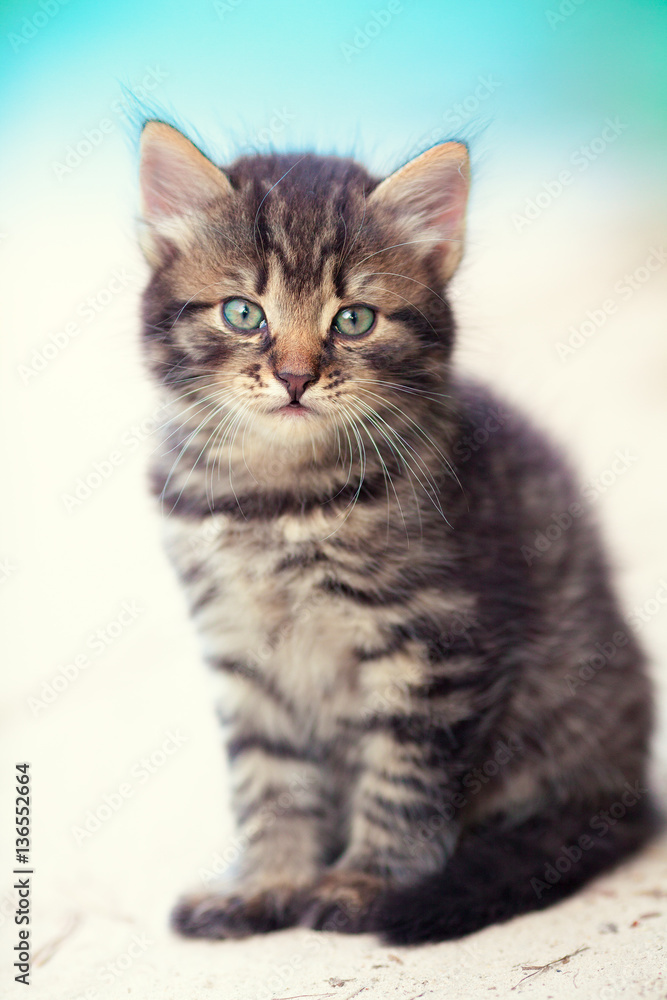 Portrait of little kitten outdoor Portrait of little kitten outdoor