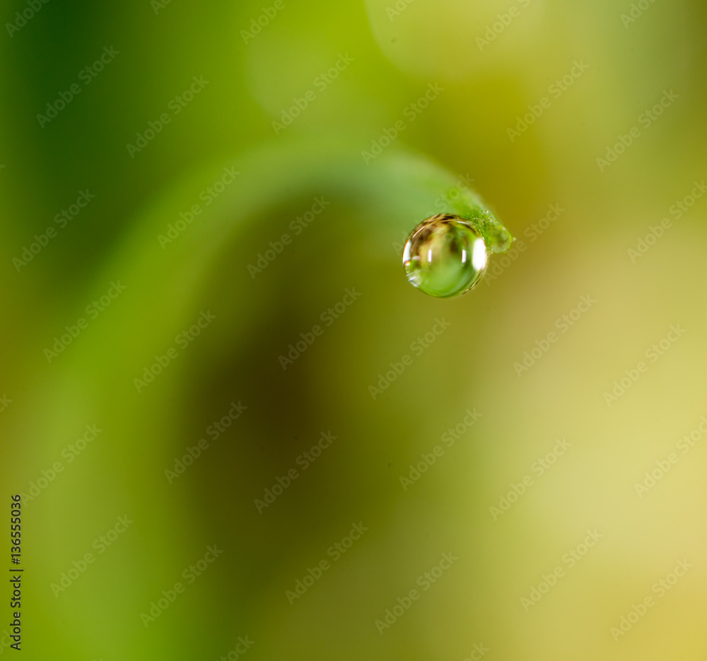 drops of dew on the green grass. macro drops of dew on the green grass. macro