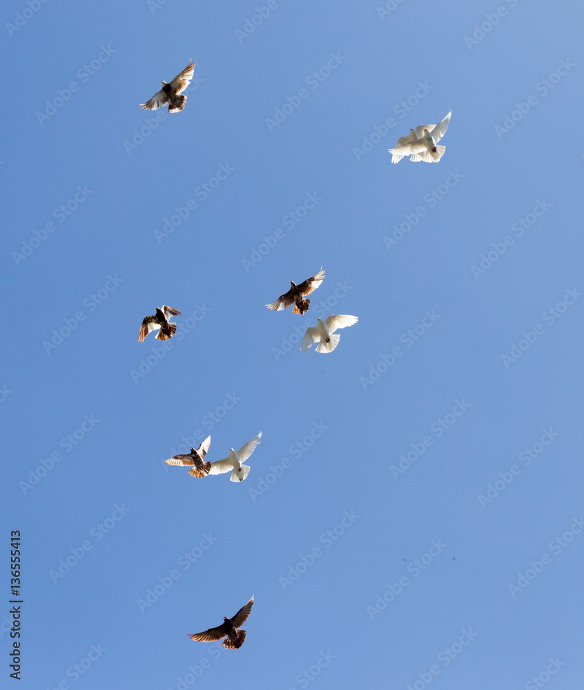 flock of pigeons on blue sky