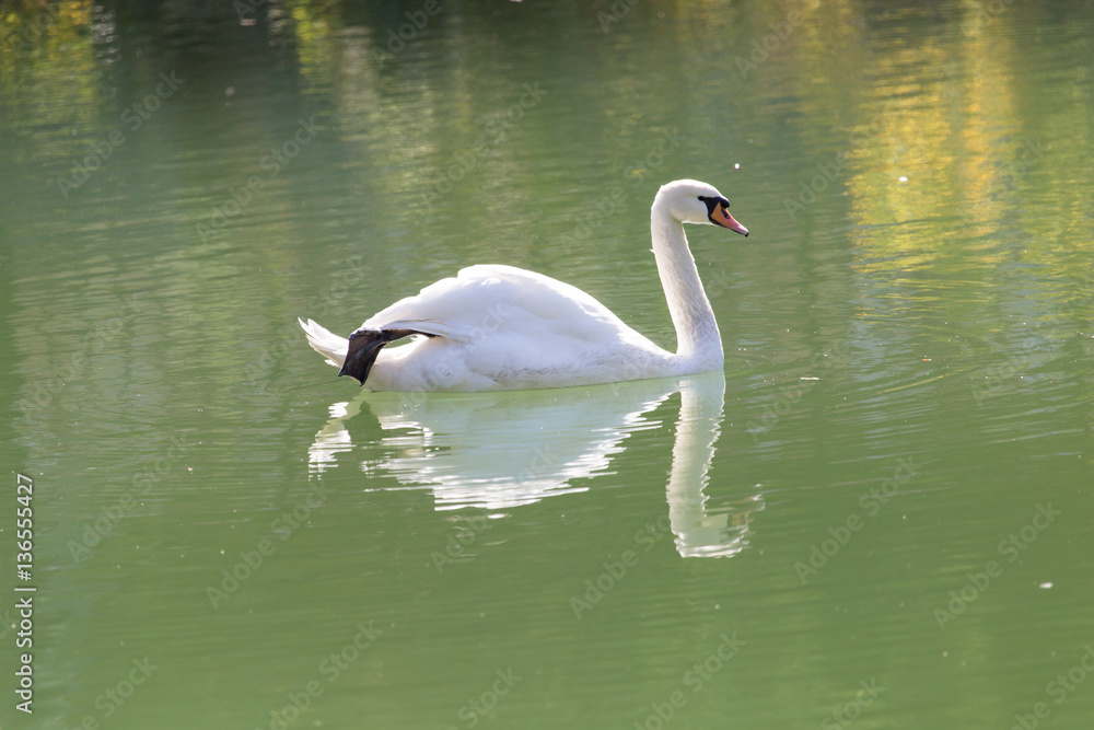 Fototapeta premium white swan on the lake