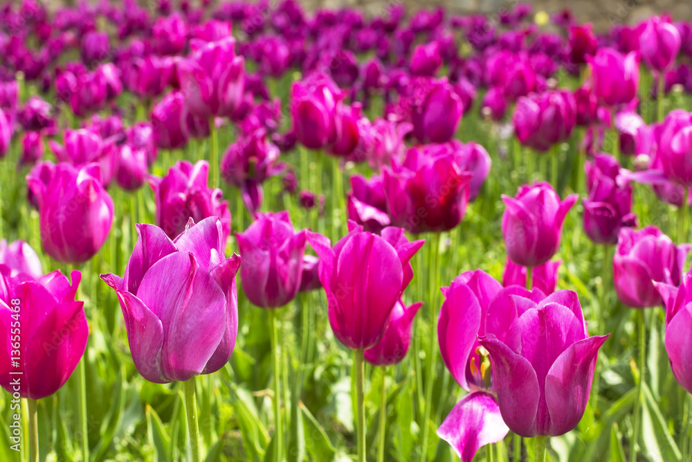 blurred background beautiful purple delicate tulips in the park in Crimea blurred background beautiful purple delicate tulips in the park in Crimea