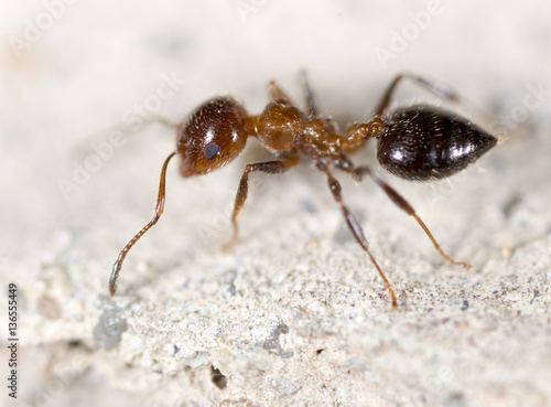 ant on the ground. macro © schankz