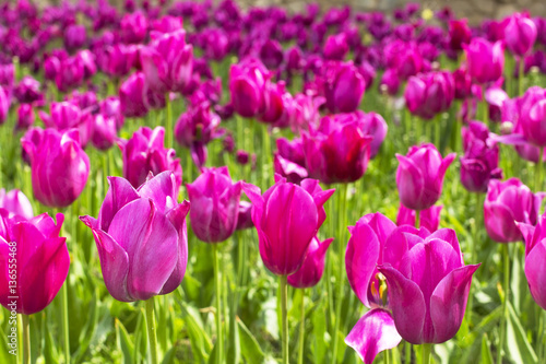 blurred background beautiful purple delicate tulips in the park in Crimea