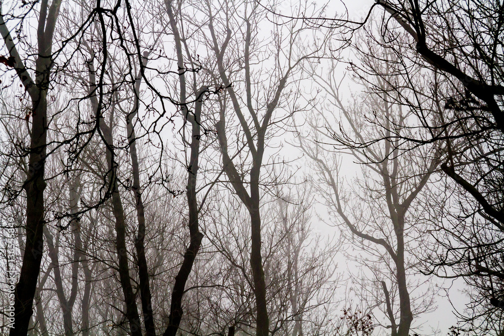 Tree branches with a misty background Tree branches with a misty background