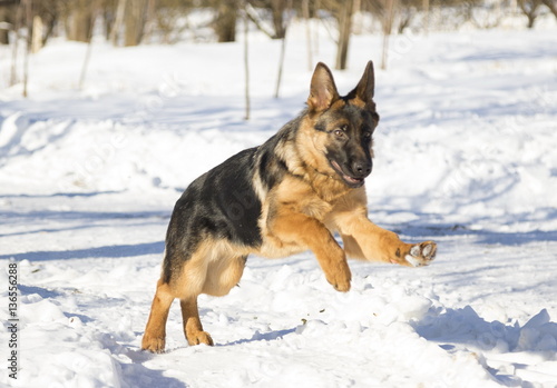 Dog runs in the winter park, selective focus with shallow depth of field. © yauhenka