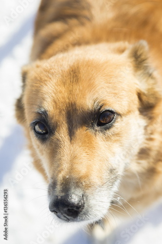 Dog portrait in a winter park, selective focus with shallow depth of field. 