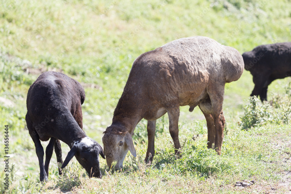 sheep in the pasture in nature sheep in the pasture in nature