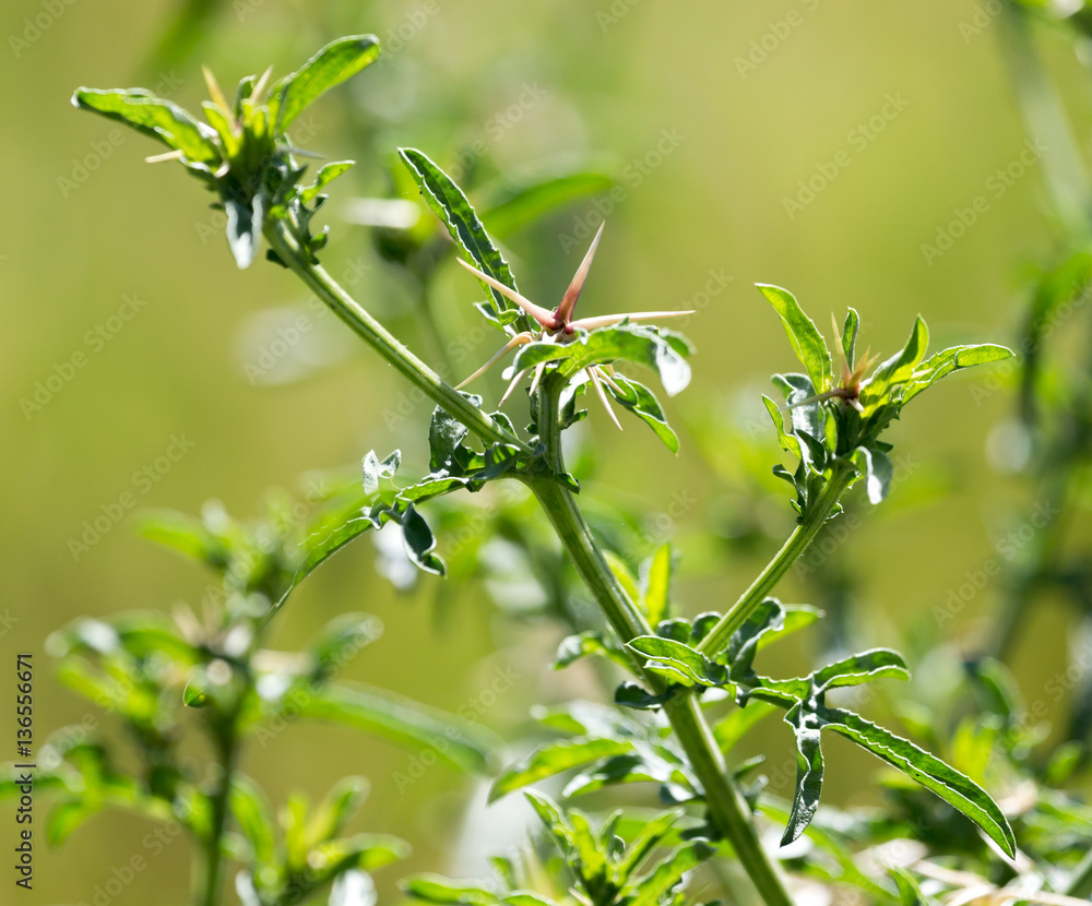 Obraz premium prickly plant in nature