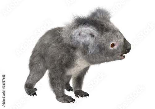 Fototapeta Naklejka Na Ścianę i Meble -  3D Rendering Koala Bear on White