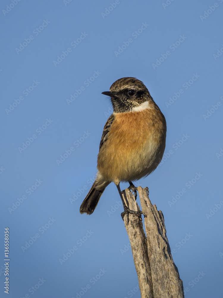 Fototapeta premium OLYMPUS DIGITAL CAMERA