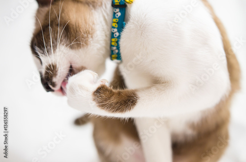 Cute cat is sleeping On a white background Soft-focus image.