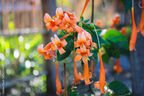 Pyrostegia venusta or orange trumpet flowers photo